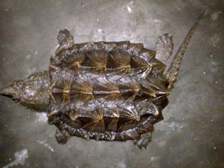 jual Suplaier Kura-kura jenis macem2 ...hrga pdagang yg psti...