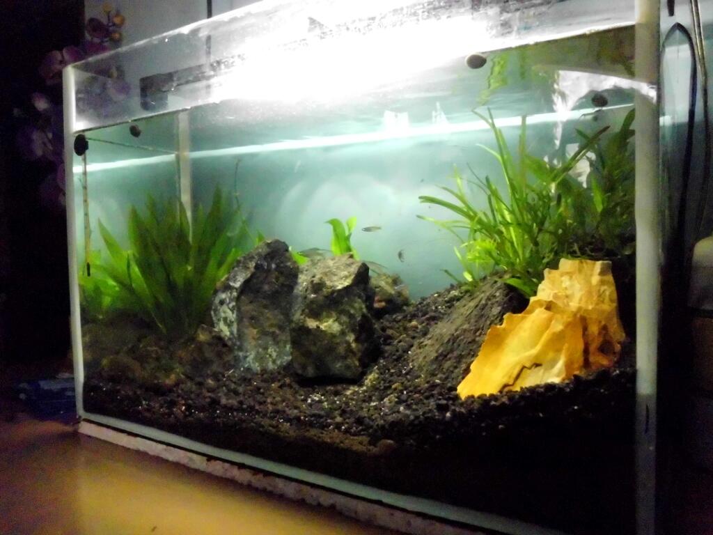 Aquascape