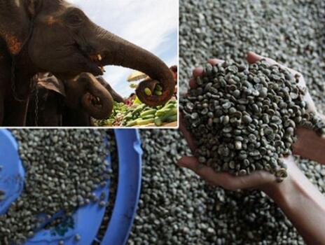 Wow!! Kopi Termahal di Dunia ternyata dari Kotoran Gajah