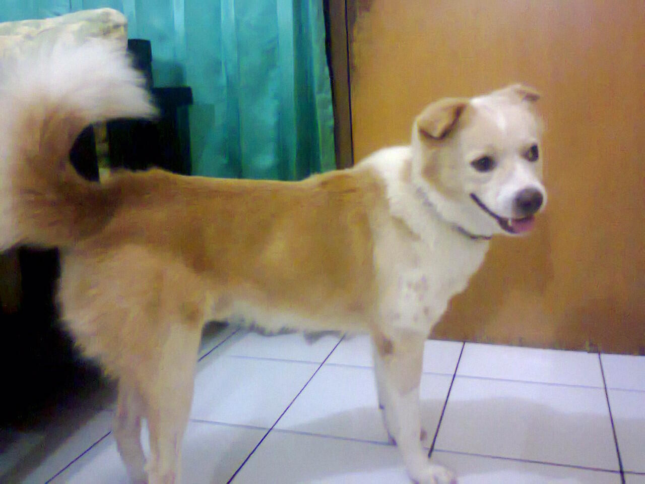 Pencinta Anjing Kintamani Bali Page 91 Kaskus