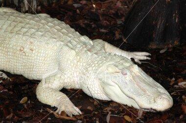 10 Hewan Albino Terindah