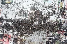 Cairan pengusir lalat - fly out