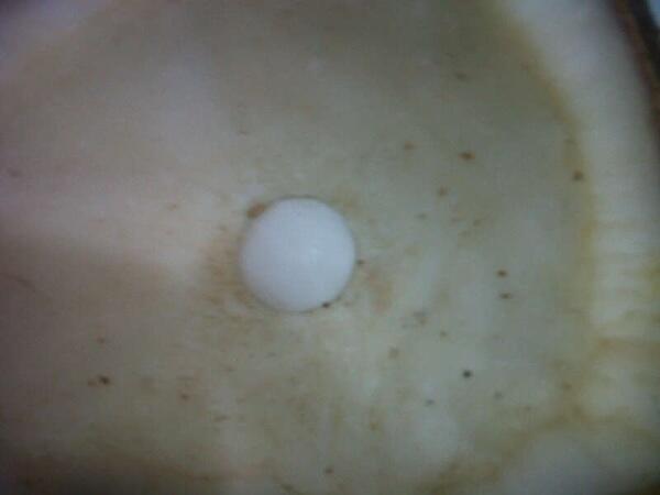Batu mustika kelapa asli!!! Best Offer!
