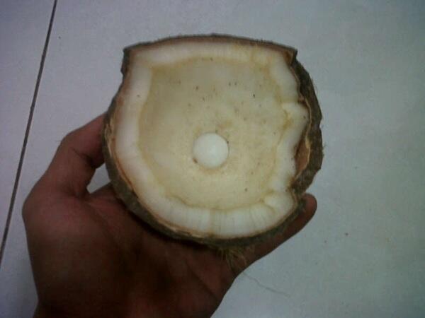 Batu mustika kelapa asli!!! Best Offer!