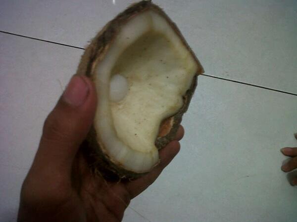 Batu mustika kelapa asli!!! Best Offer!
