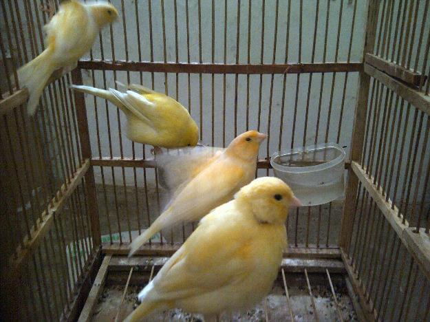 Jual kenari malang