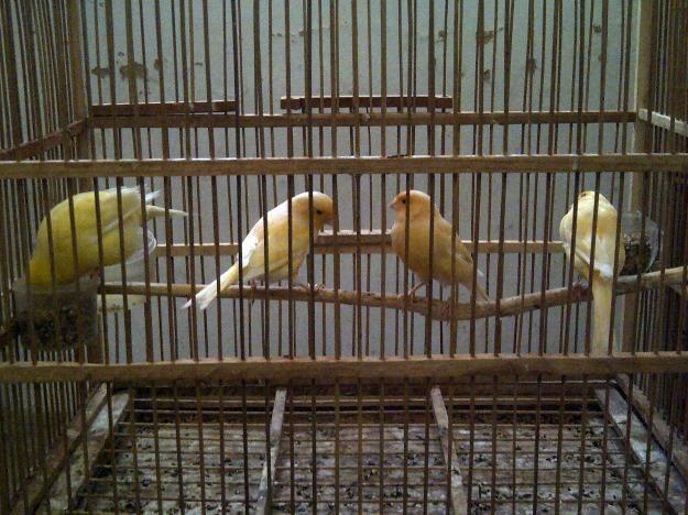 Jual kenari malang