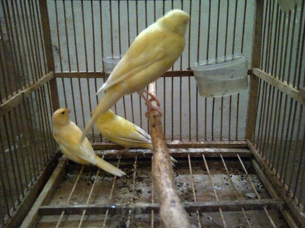 Jual kenari malang
