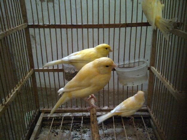 Jual kenari malang
