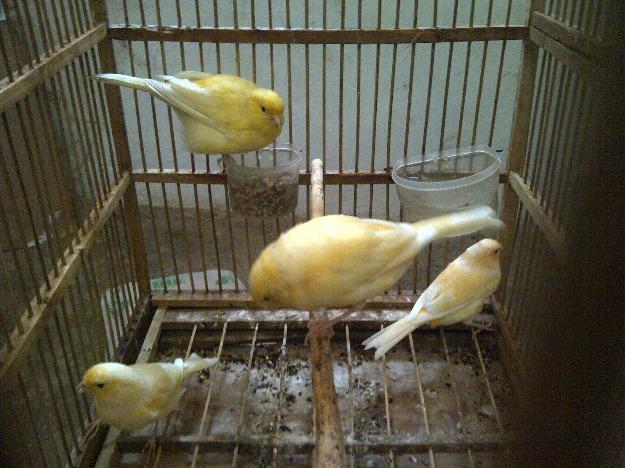 Jual kenari malang
