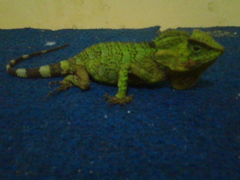 JUAL FOREST DRAGON