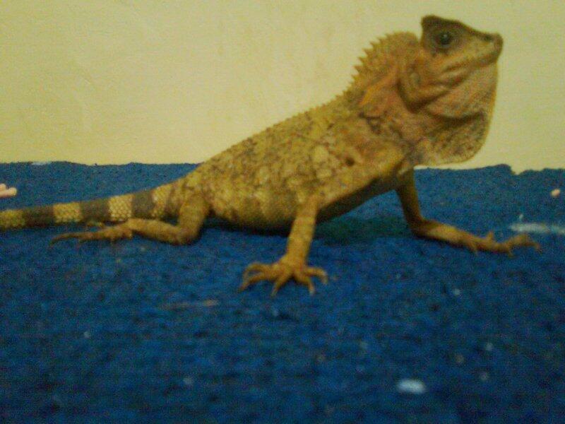 JUAL FOREST DRAGON