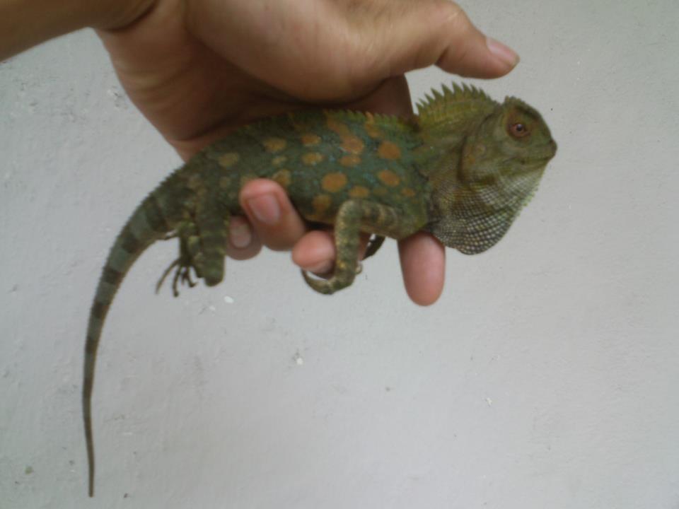 JUAL FOREST DRAGON