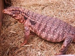 RED TEGU