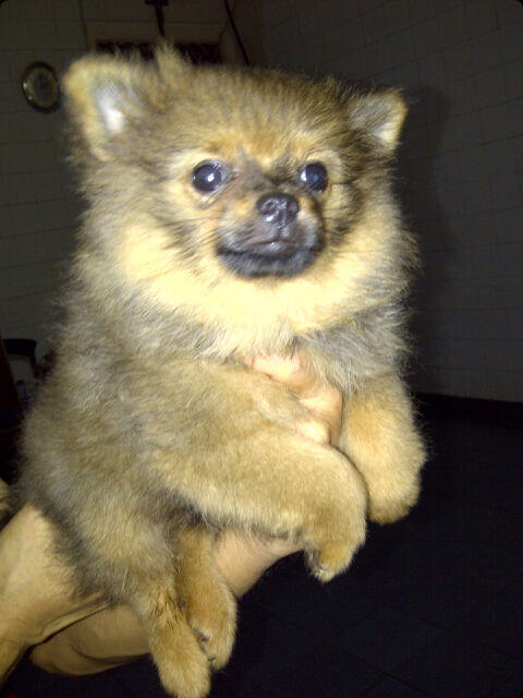 Dijual anakan pomerian Super Mini murah