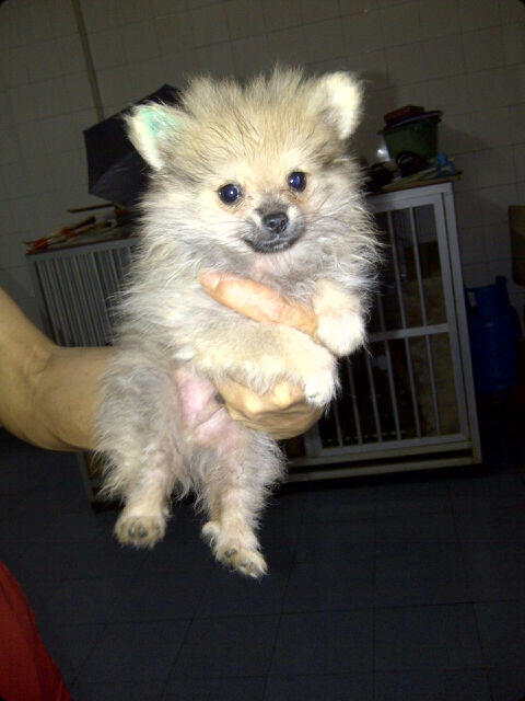 Dijual anakan pomerian Super Mini murah