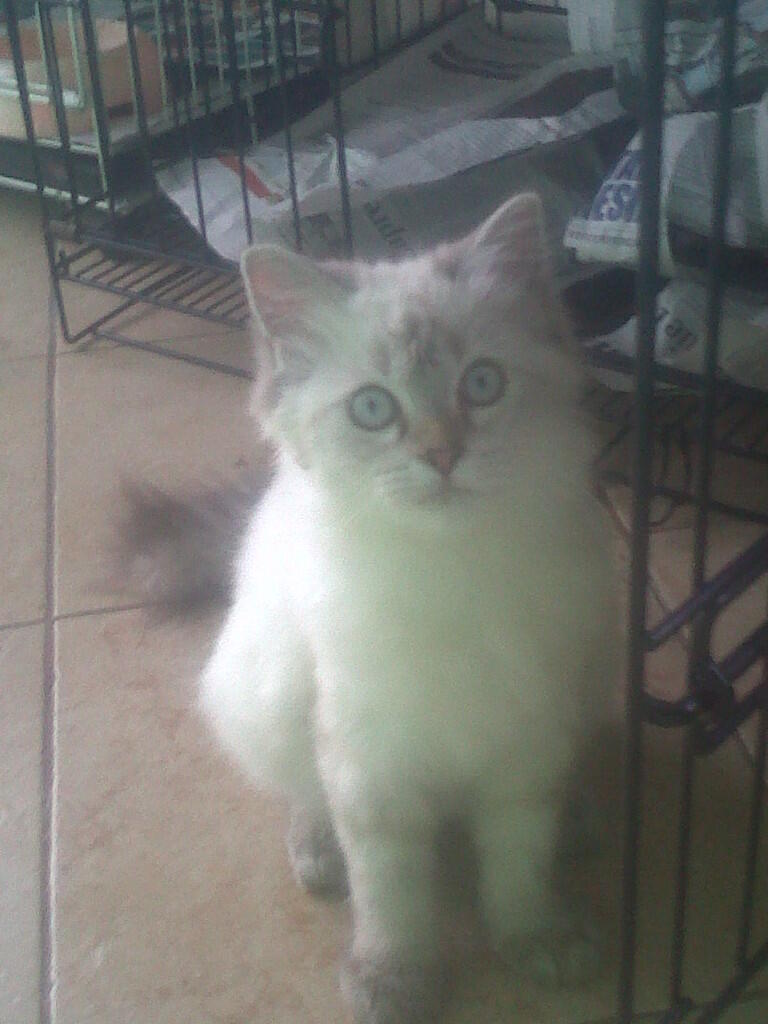 Kucing Persia Himalaya