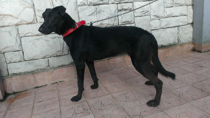 Terjual Jual Anjing Mix Anakan Herder Dan Labrador Jinak Gan Kaskus