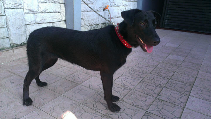 Terjual Jual Anjing Mix Anakan Herder Dan Labrador Jinak Gan Kaskus