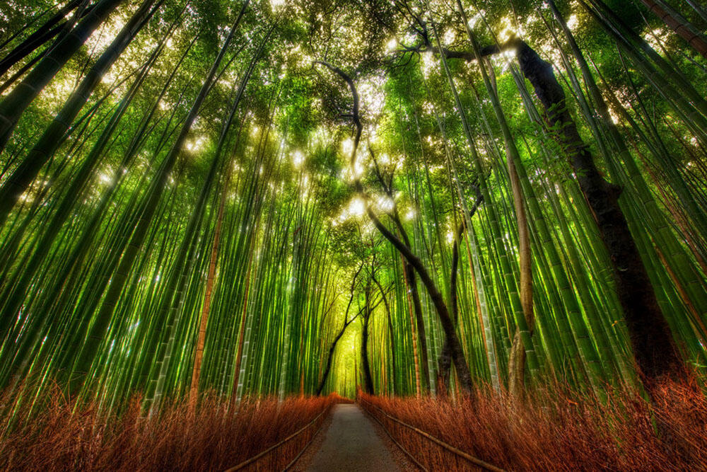 Keindahan Taman Bambu &quot;Arashiyama&quot; di Kyoto Jepang 