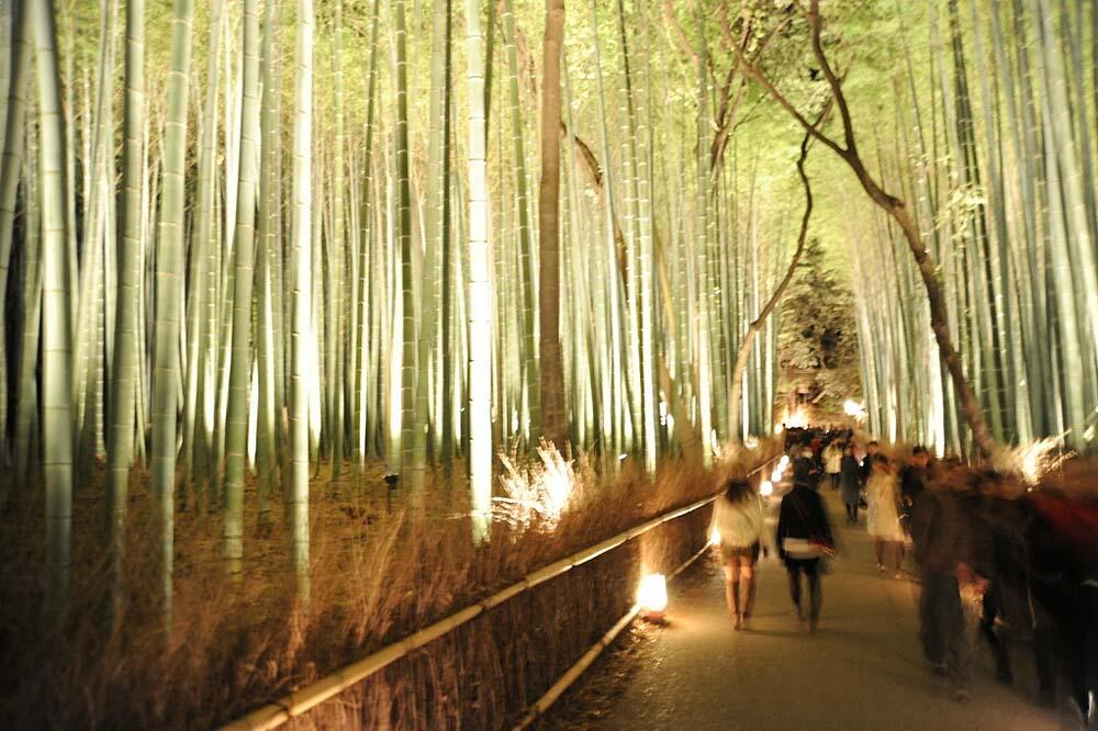 Keindahan Taman Bambu &quot;Arashiyama&quot; di Kyoto Jepang 