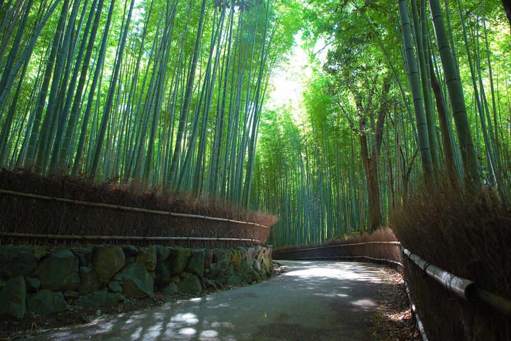 Keindahan Taman Bambu &quot;Arashiyama&quot; di Kyoto Jepang 