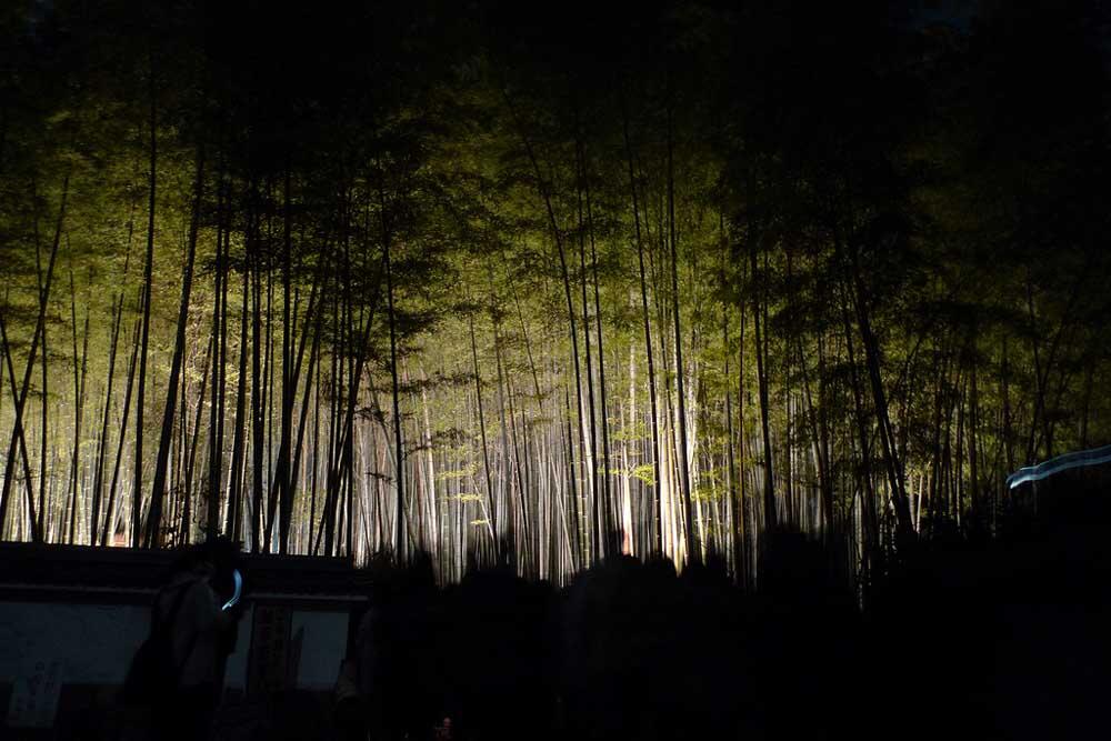 Keindahan Taman Bambu &quot;Arashiyama&quot; di Kyoto Jepang 