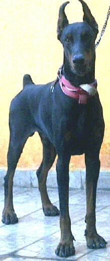 anjing doberman murah(nego gan)