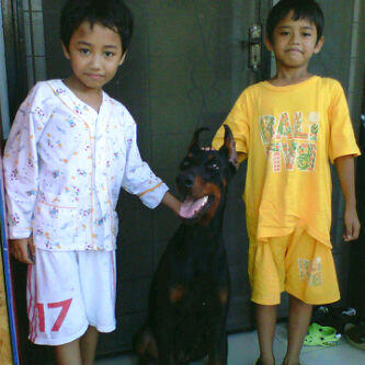 anjing doberman murah(nego gan)