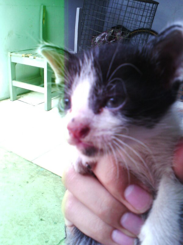 &#91;FULL PIC&#93; Bertanya dan Berbagi KUCING