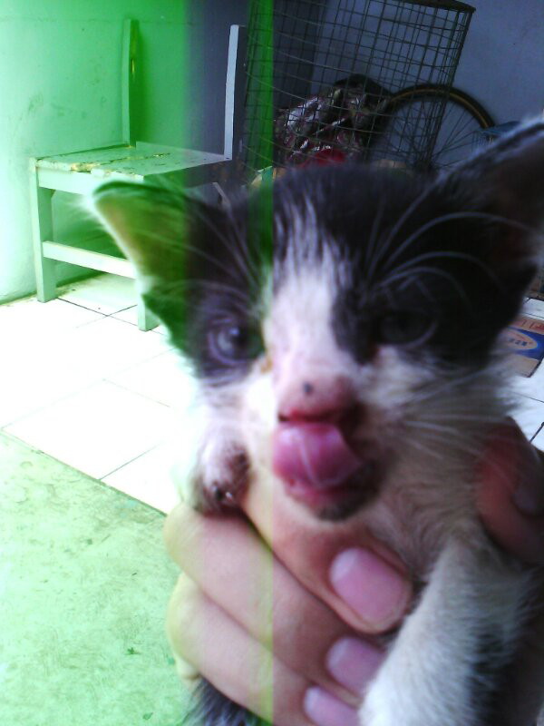 &#91;FULL PIC&#93; Bertanya dan Berbagi KUCING