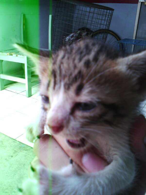 &#91;FULL PIC&#93; Bertanya dan Berbagi KUCING