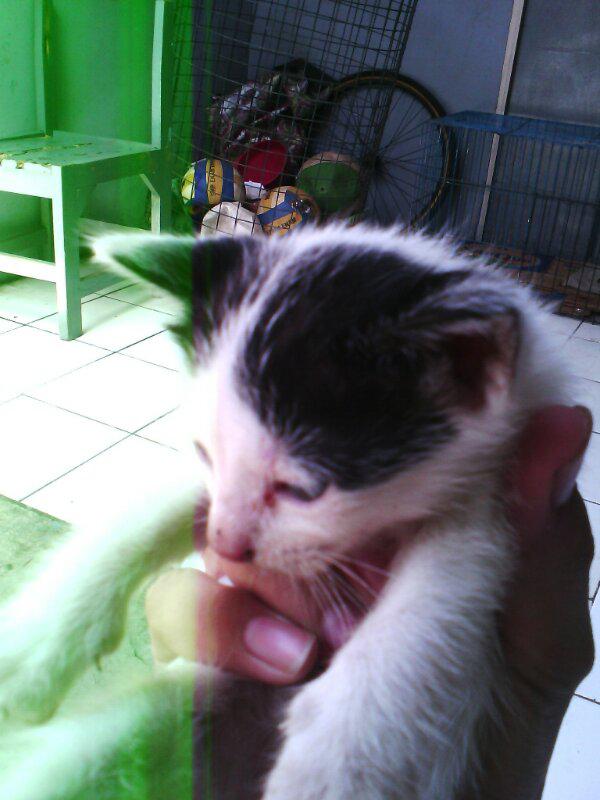 &#91;FULL PIC&#93; Bertanya dan Berbagi KUCING