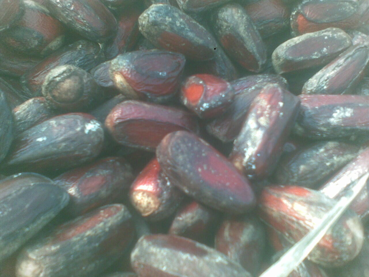 Jual biji/bibit tanaman exotic