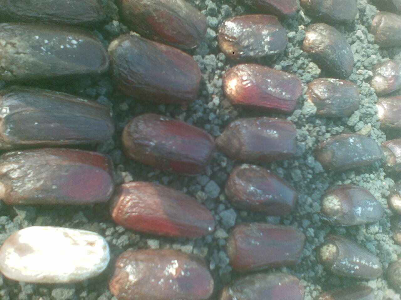 Jual biji/bibit tanaman exotic