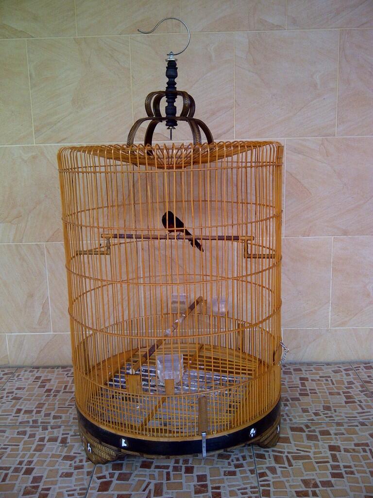 burung murai batu ACEH ( ekor hitam )
