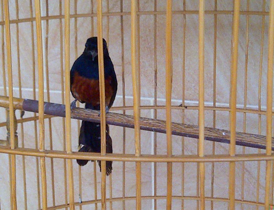 burung murai batu ACEH ( ekor hitam )