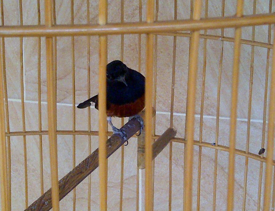 burung murai batu ACEH ( ekor hitam )