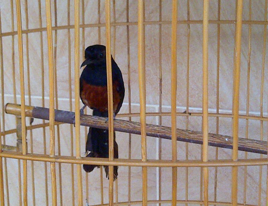 burung murai batu ACEH ( ekor hitam )