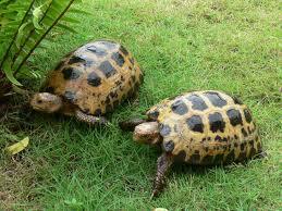 8 jenis Pets yg harus di waspadai