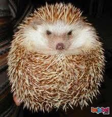 8 jenis Pets yg harus di waspadai