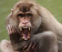 8 jenis Pets yg harus di waspadai