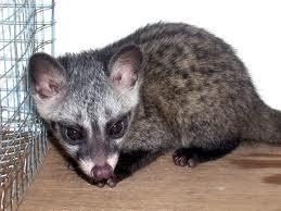 8 jenis Pets yg harus di waspadai