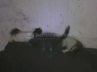 dijual 5kitten persia MedNose sehat,.gemuk,.aktif&lincah,.,murah tp Gak MURAHAN
