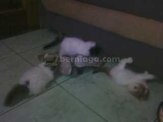 dijual 5kitten persia MedNose sehat,.gemuk,.aktif&lincah,.,murah tp Gak MURAHAN