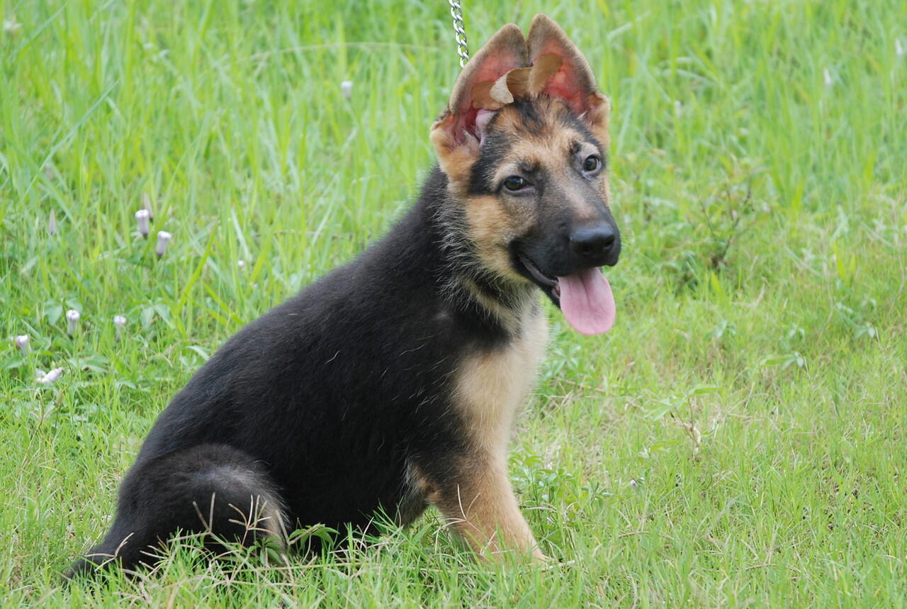 Terjual Jual Anjing Gembala Jerman Herder Murah Sehat Tulang