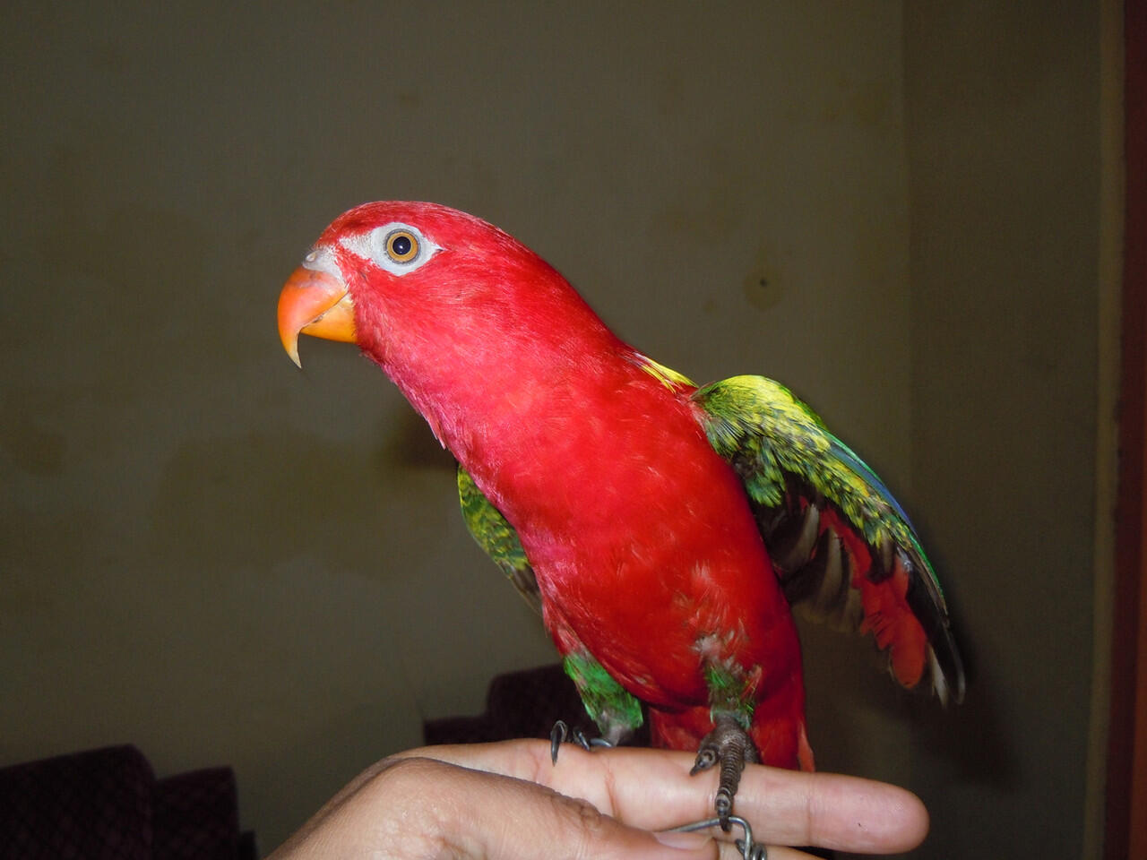 Terjual Nuri Ambon Muda Kaskus