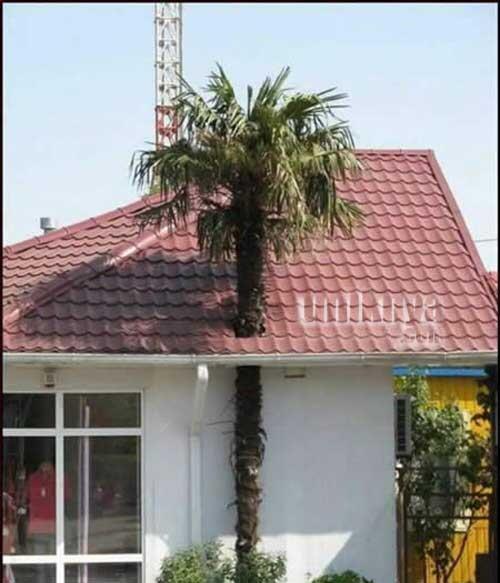 Solusi unik Para &quot;Kreatif&quot;