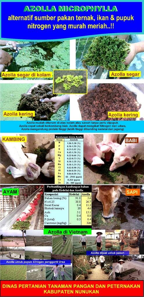 terjual jual bibit benih azolla microphylla untuk lele terjual jual bibit benih azolla microphylla untuk lele