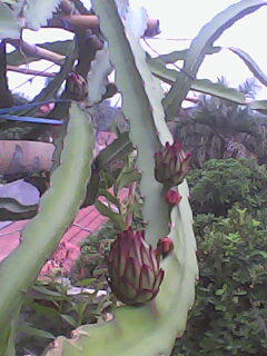 budidaya buah naga merah